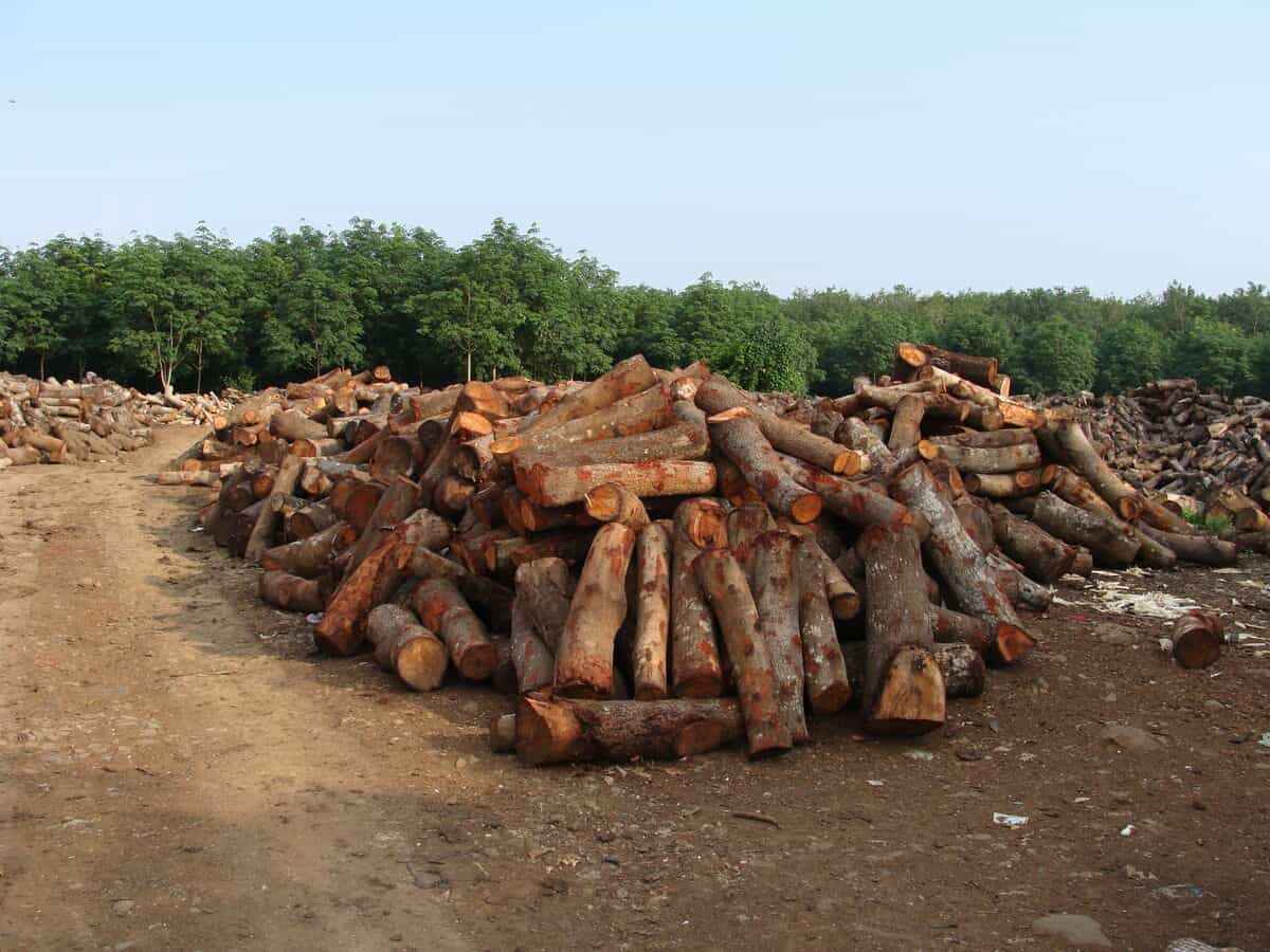 timber4 © Franko Petri_WWF