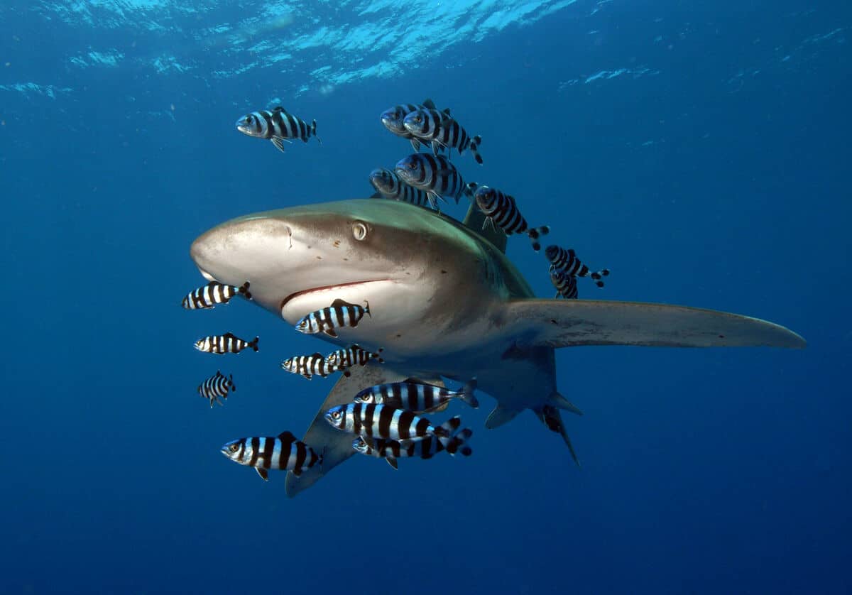 Oceanic whitetip shark (Carcharhinus longimanus)_WW2140018 © Elke Bojanowski WWF-HK