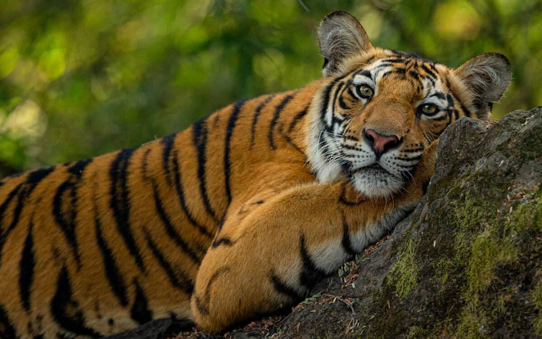 WWF-Erfolge: Zahlreiche Tiger-Meilensteine aus 2024