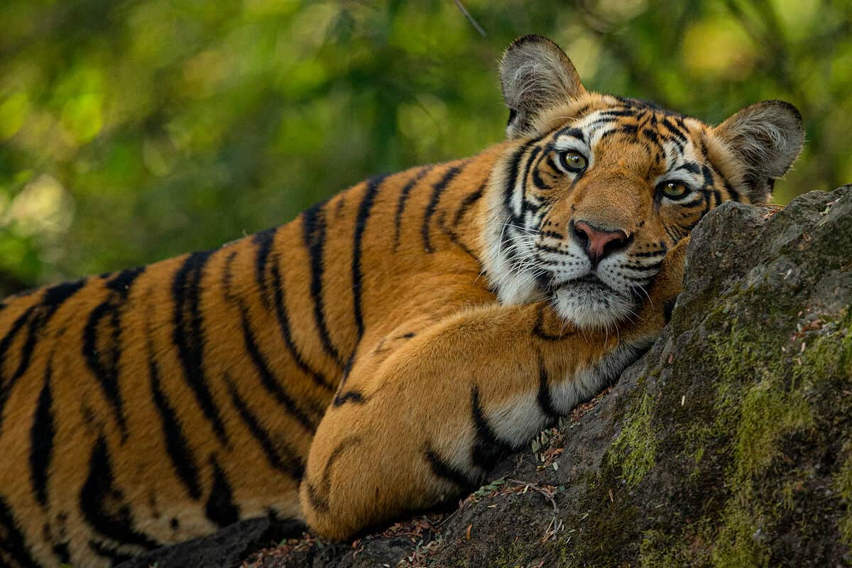 Tiger im indischen Bandhavgarh National Park. (c) Suyash Keshari/WWF International