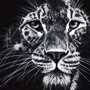 Leopard Bild von Walter Wegger Leopard Bild von Walter Wegger