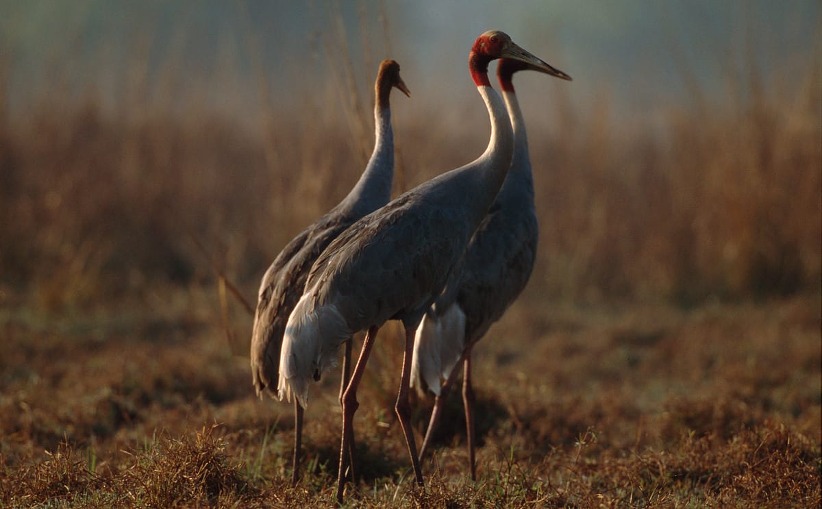 Saruskraniche. (c) Martin Harvey/WWF