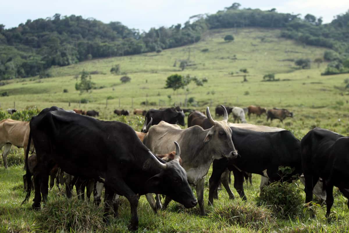 Grasende Rinder im peruanischen Amazonas. (c) WWF Dado Galdieri