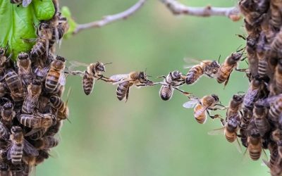 Supplier Engagement für Ihre Klimastrategie