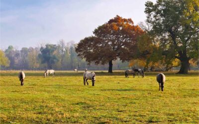 Tagung: Beweidung und Naturschutz im Auenreservat Marchegg