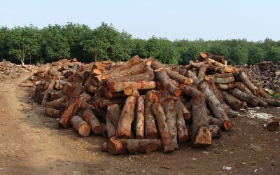 WWF Praxisleitfaden für Finanzinstitute