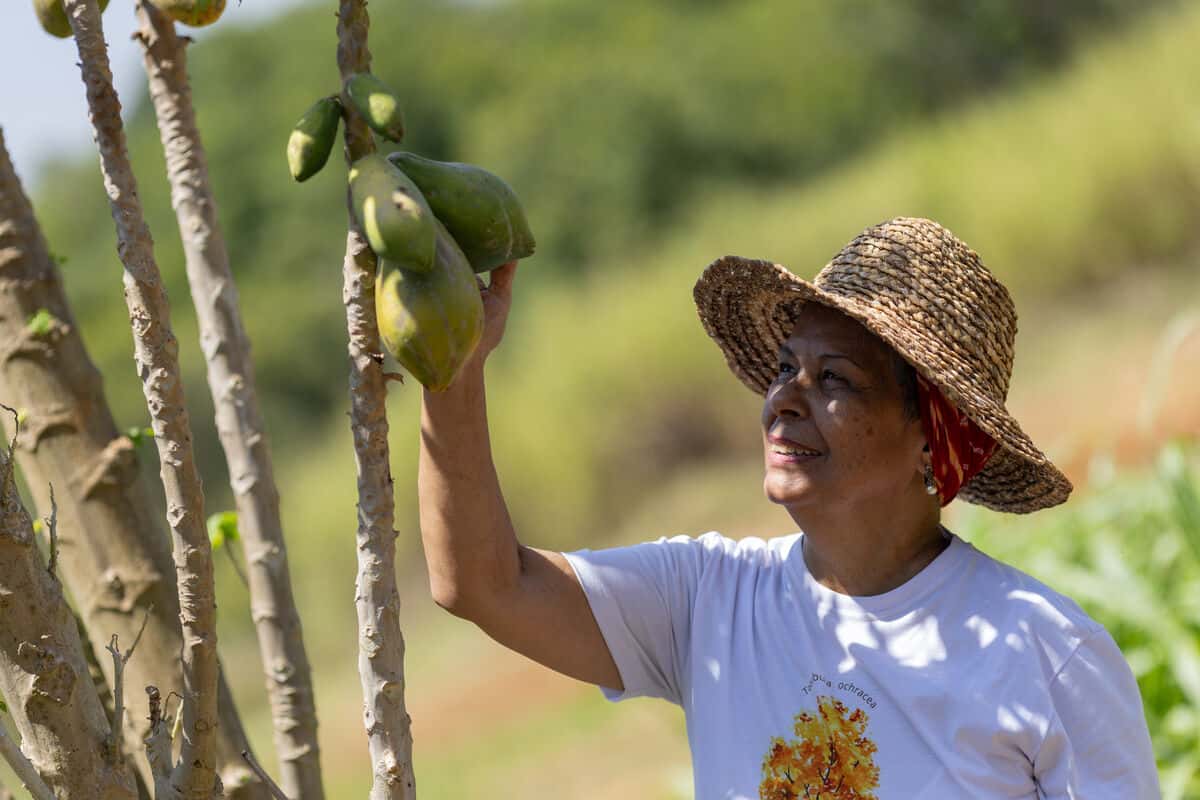 Fátima Cabral, lokale Farmerin, erntet Früchte. (c) Myke Sena/WWF-Brasilien Fátima Cabral, lokale Farmerin, erntet Früchte. (c) Myke Sena/WWF-Brasilien