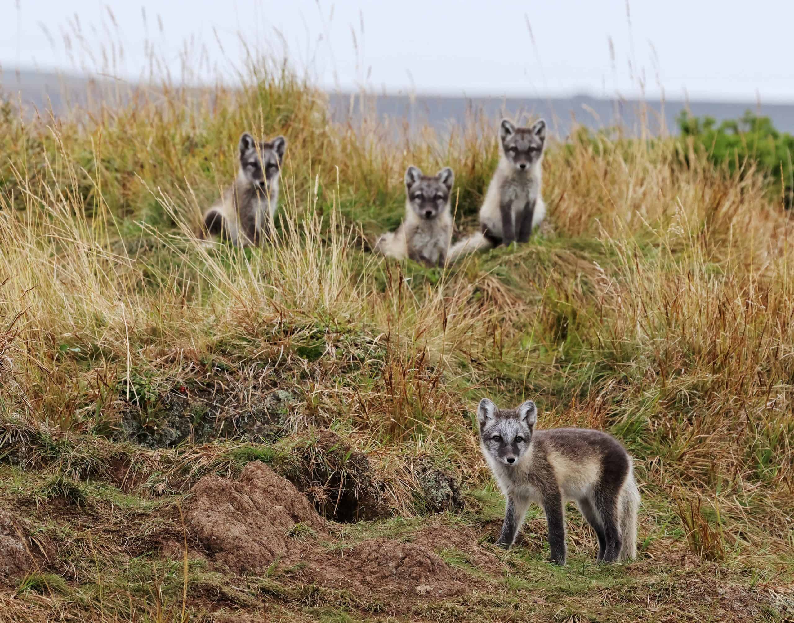 Junge Polarfüchse in Finnland. (c) Petri Piisilä Metsähallitus/WWF