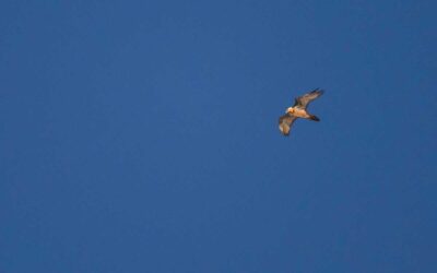 Good News: Seltener Bartgeier im Platzertal gesichtet