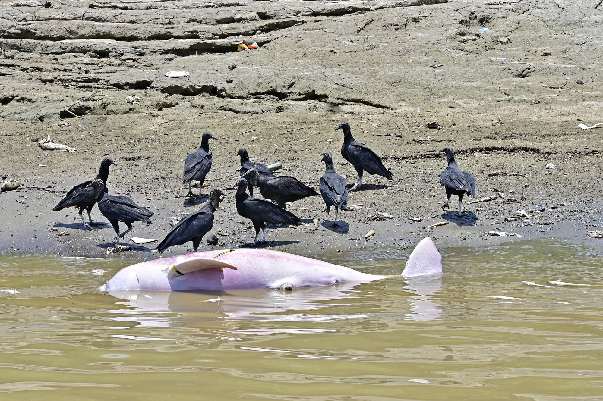 Toter Flussdelfin im Lago de Tefe. (c) Adriano Gambarini
