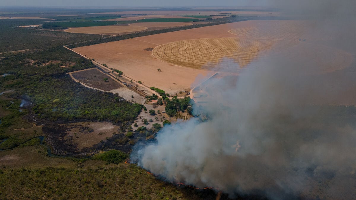 Zerstörter Cerrado. (c) Myke Sena/WWF Brasilien