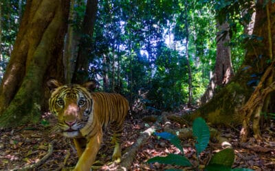 WWF: Seltene Aufnahmen geben Hoffnung für die letzten Tiger in Malaysia