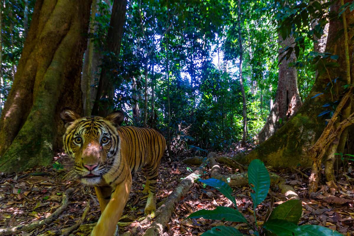 01_Tiger (Panthera tigris)_WW1299655-c-Emmanuel Rondeau_WWF-US