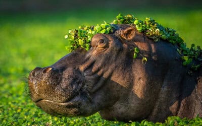 Comedy Wildlife Photography: Das sind die lustigsten Bilder