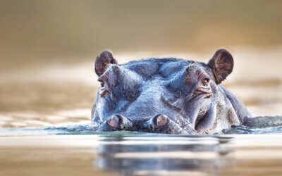 Vertrauliches Meldesystem des WWF Österreich für illegales oder unethisches Verhalten