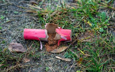 Silvester: WWF fordert Verkaufsverbot von Böllern und Raketen
