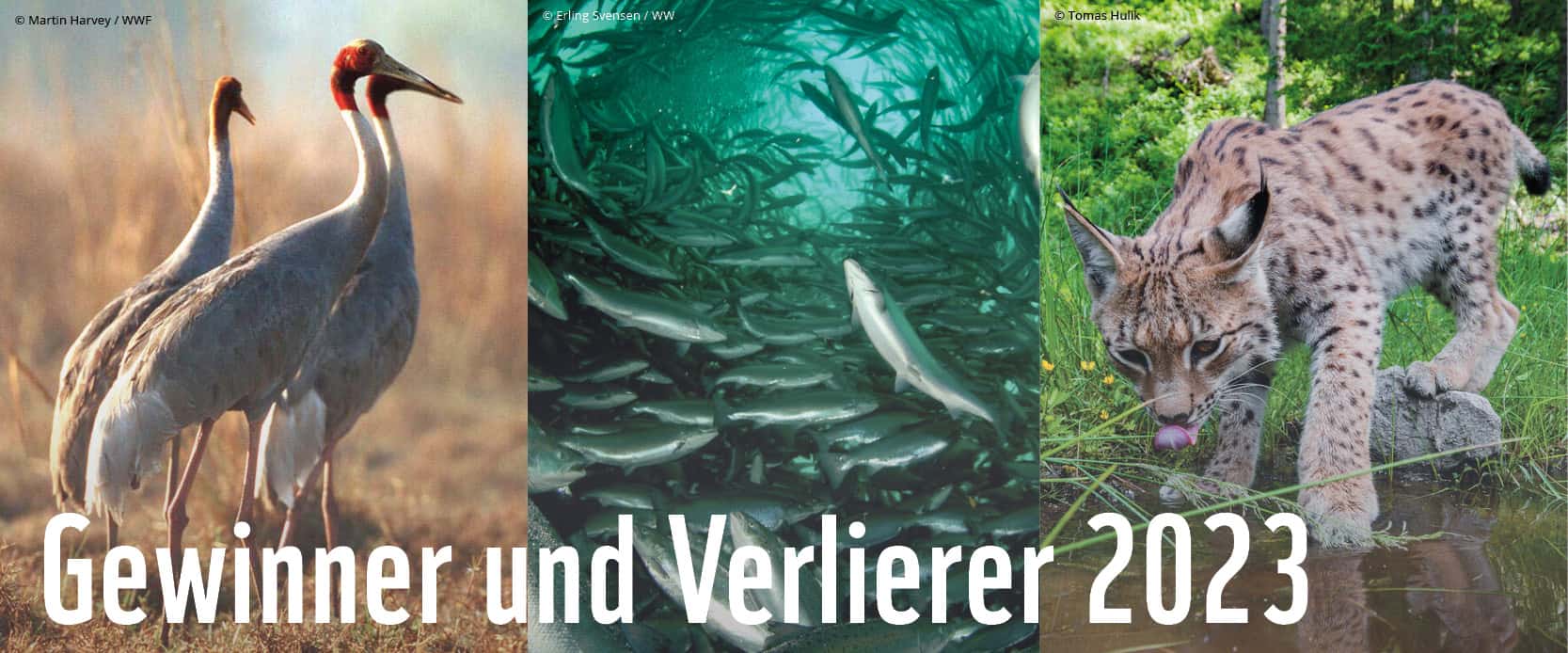 Gewinner und Verlierer Website