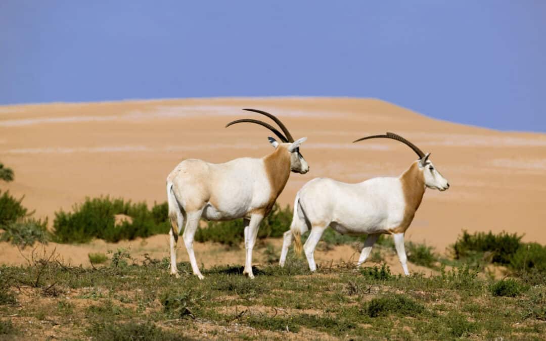 Auf dem Bild sind zwei Säbelantilopen mit großen Hörnern zu sehen. Sie stehen in einer wüstenartigen Landschaft, auf der es nur lichte Vegetation gibt.