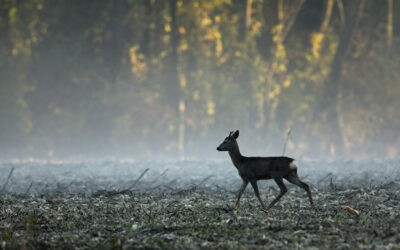 Silvester: Wieso Feuerwerke so schädlich für Tiere und Natur sind