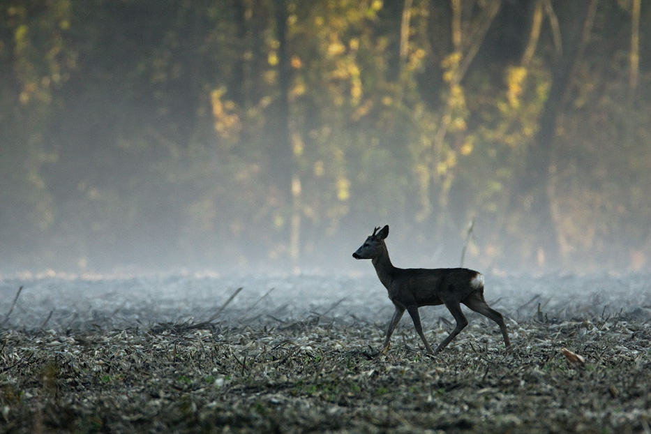 Im Bild ist ein Reh zu sehen, das gerade über eine nebelige Waldlichtung geht. Der Boden ist mit Ästen bedeckt und durch die Bäume blitzt warmes hindurch Licht.