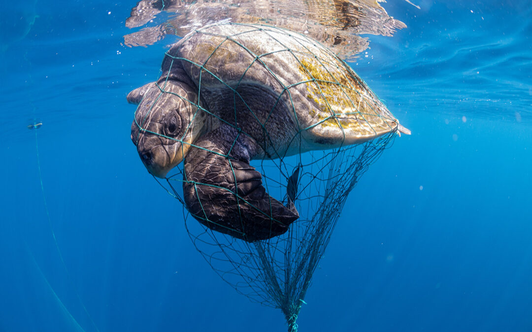 Schildkroete im Netz 1200x800 (c) Vincent-Kneefel / WWF-Netherlands