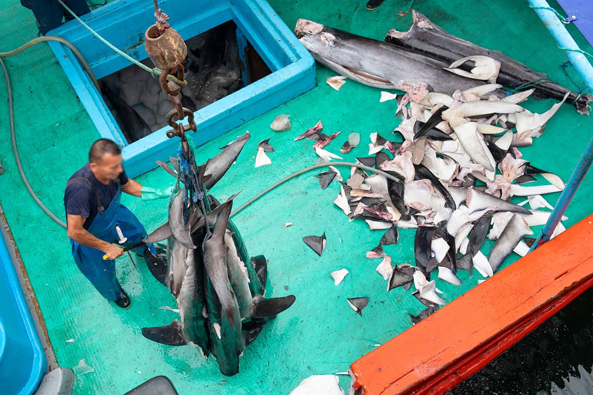 Processing and unloading shark at a fish market in Manta, Ecuador-c-Antonio Busiello/WWF-US