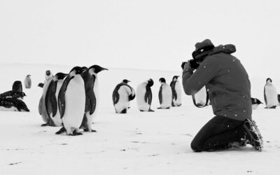 Gewinnspiel: 10×2 Kino-Gutscheine für „Rückkehr zum Land der Pinguine“