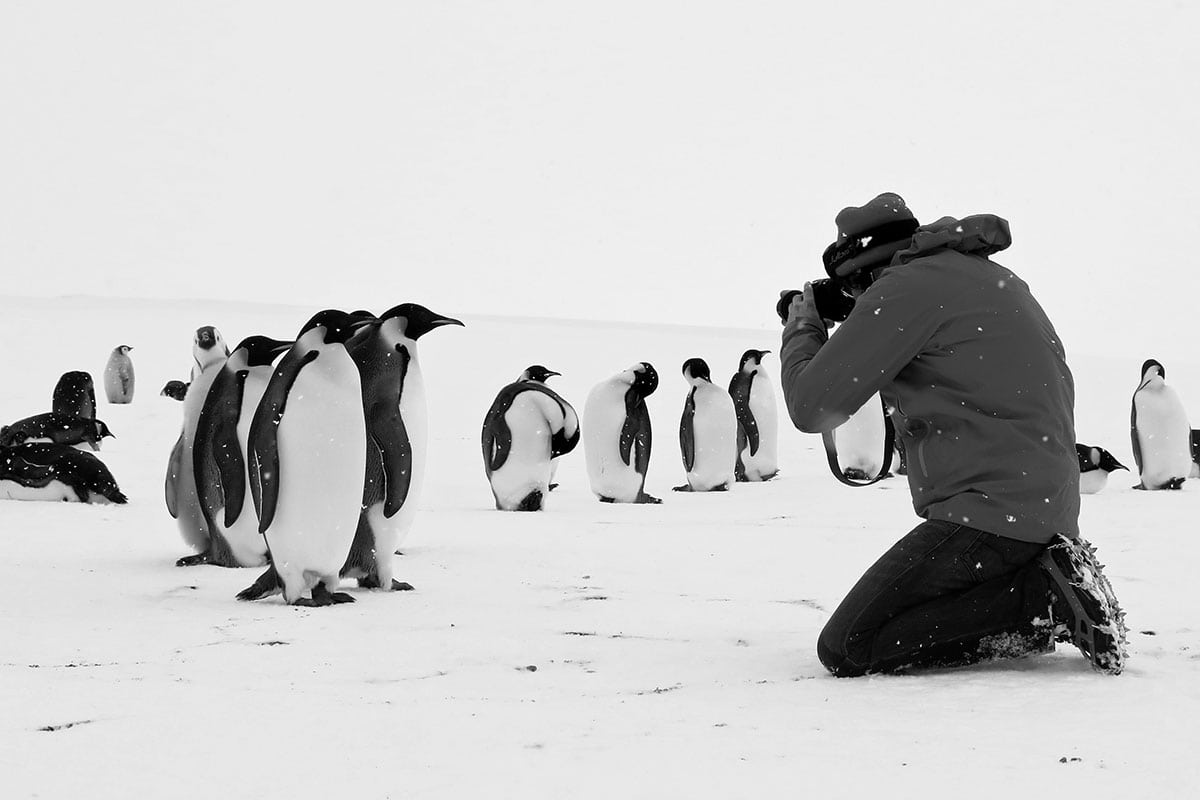 Rückkehr zum Land der Pinguine