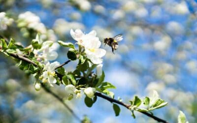 Biodiversitäts-Auswirkungen österreichischer Wirtschaftsbranchen