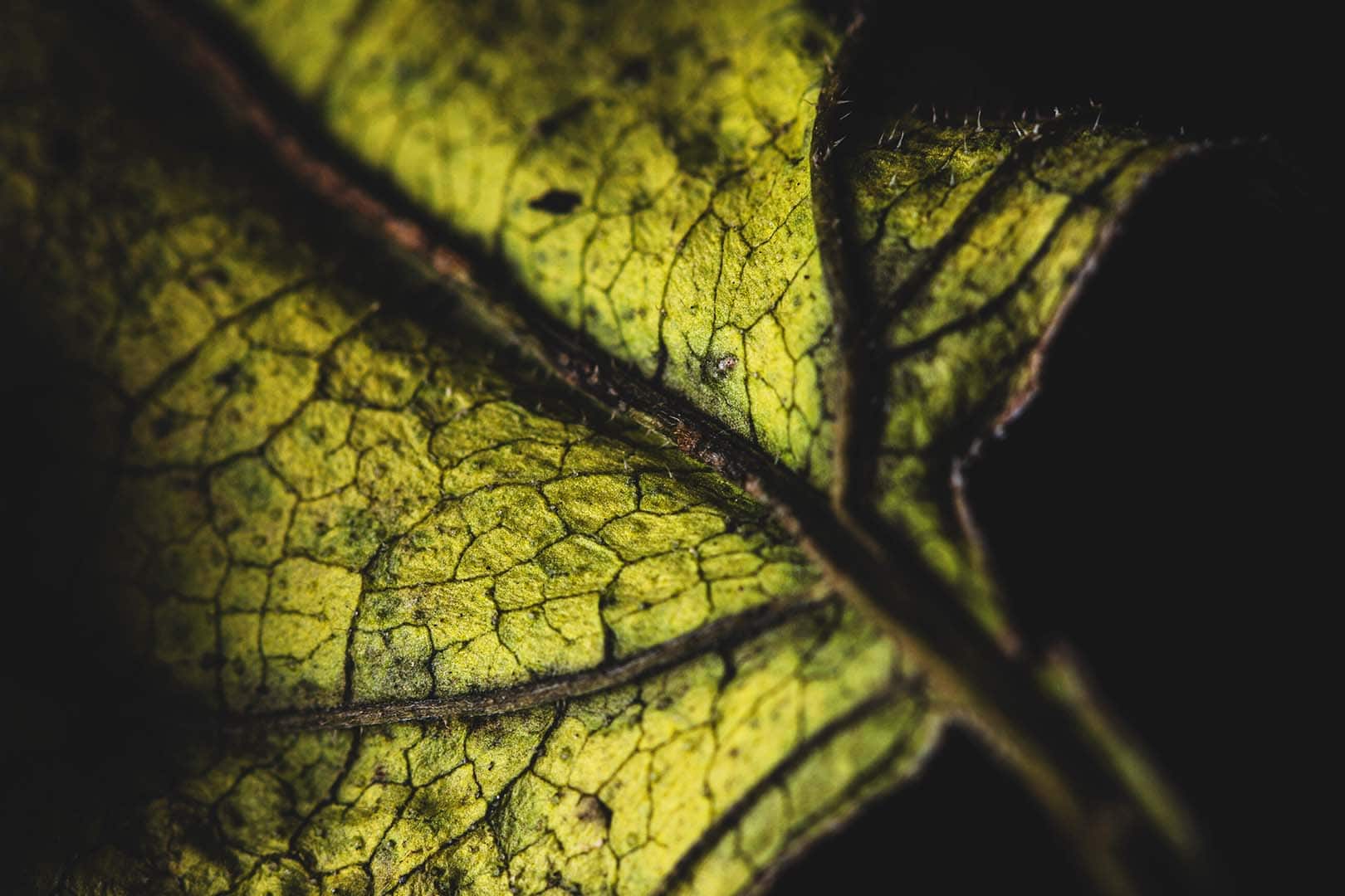 wwf-at_biodiversitaet_studie_2024_startseite_desktop_c_adobestock_patila