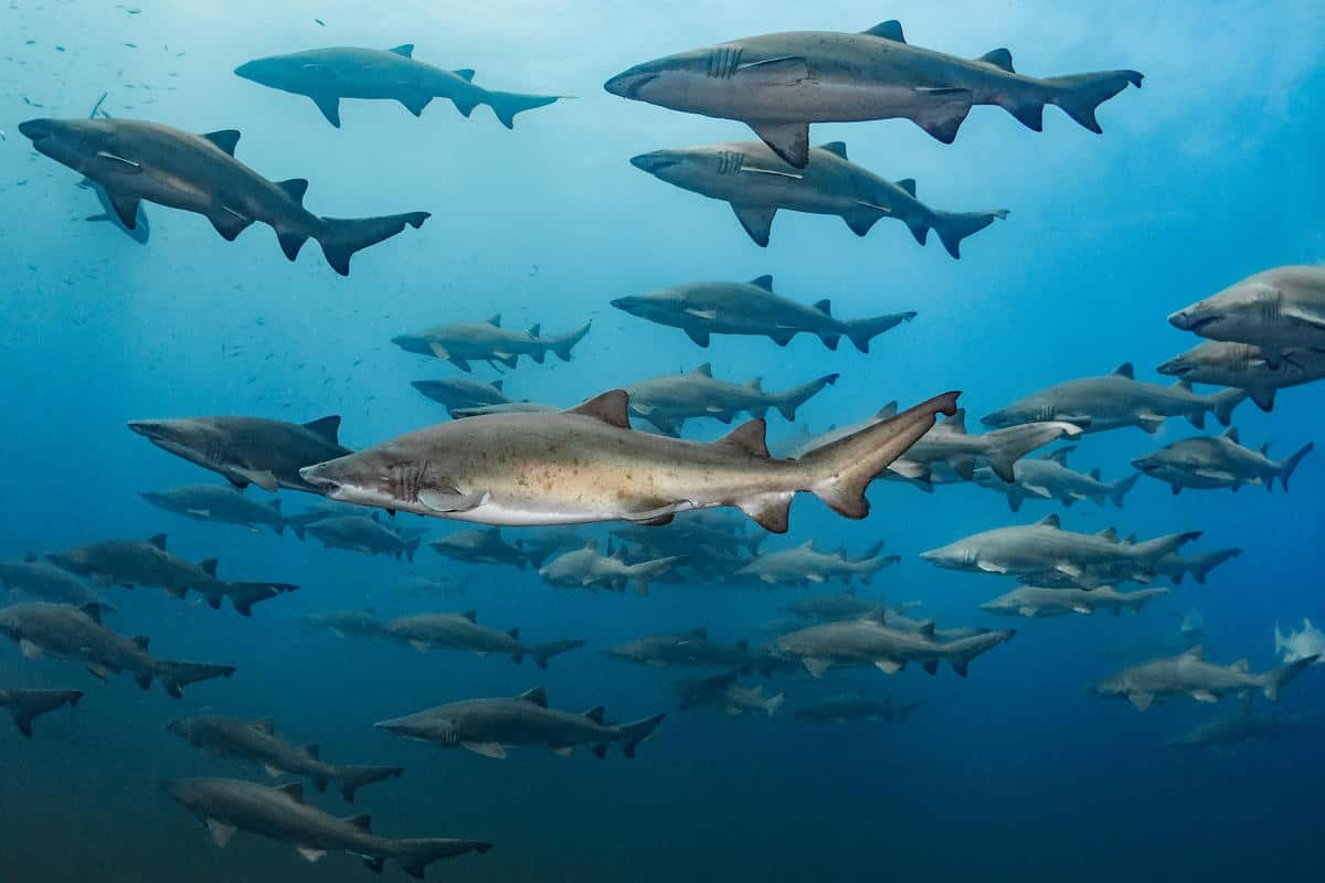 Carcharias taurus_WW1113965-c-Tanya Houppermans sand tiger sharks