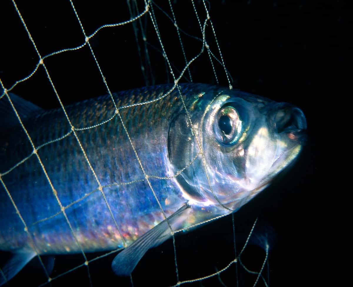 Atlantic Herring in a fishing net. Stavanger, Norway