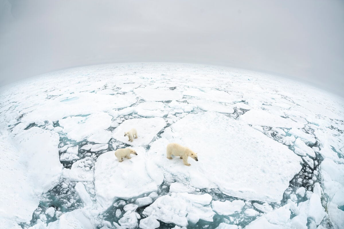 Polar-bear_Ursus-maritimus_WW294897 © Richard Barrett WWF-UK