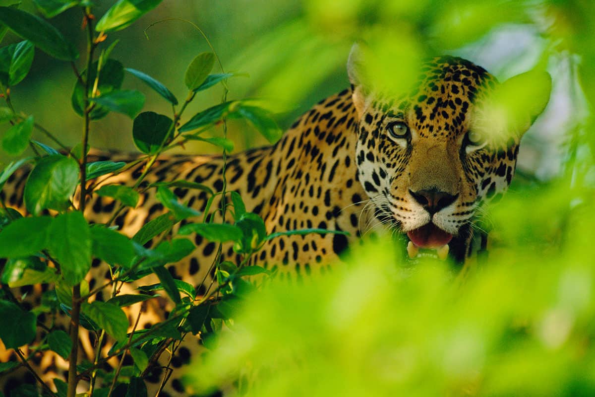Jaguar im Regenwald (c) Staffan Widstrand Jaguar im Regenwald (c) Staffan Widstrand