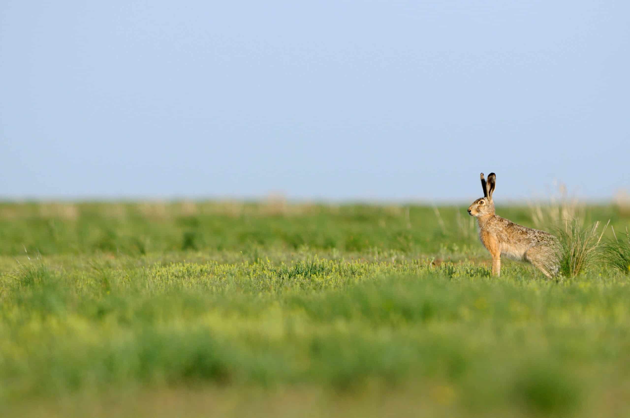 European brown hare (c) Wild Wonders of Europe / Igor Shpilenok / WWF