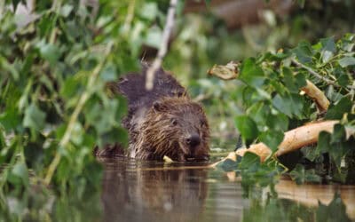 Neuer WWF-Bericht: Biber als Schlüsselart in Klima- und Biodiversitätskrise