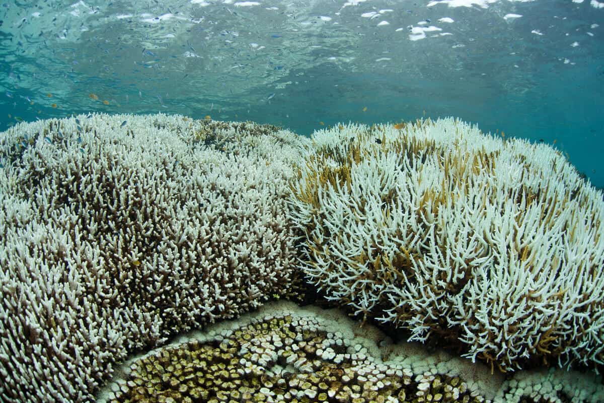 Korallenbleiche © Shutterstock Ethan Daniels WWF