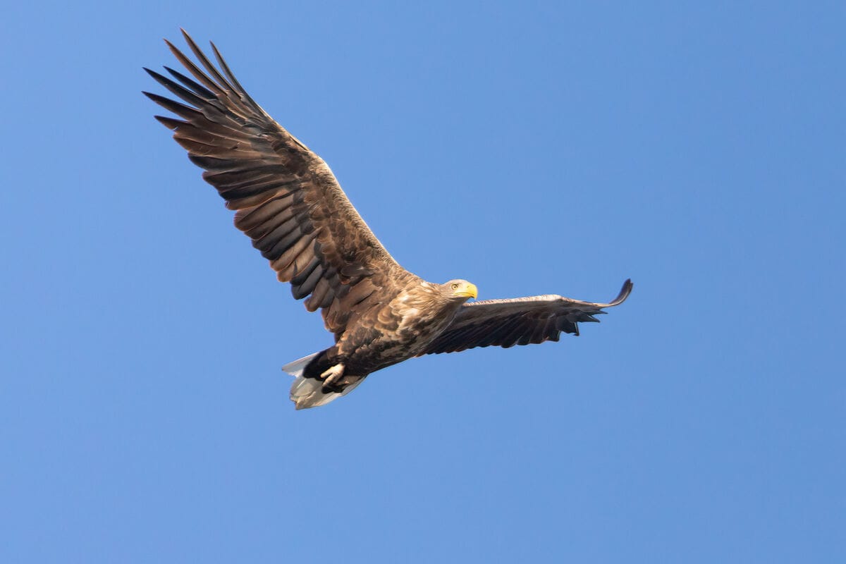 Seeadler_c_Anita Hombauer BirdLife Österreich
