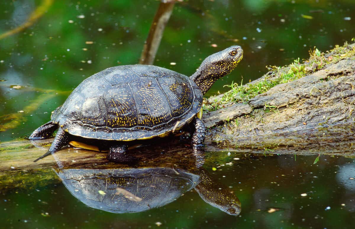 Europ.Sumpfschildkröte