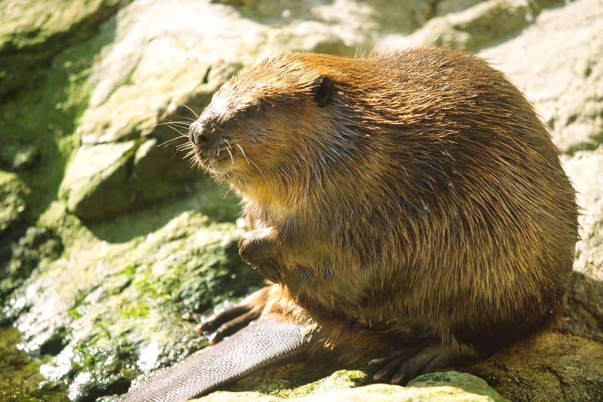 Europäischer Biber am Ufer sitzend(c)B. Werle/4nature