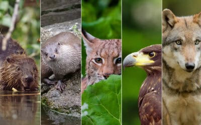 Neue WWF-Studie: Bundesländer fallen beim Artenschutz-Check durch