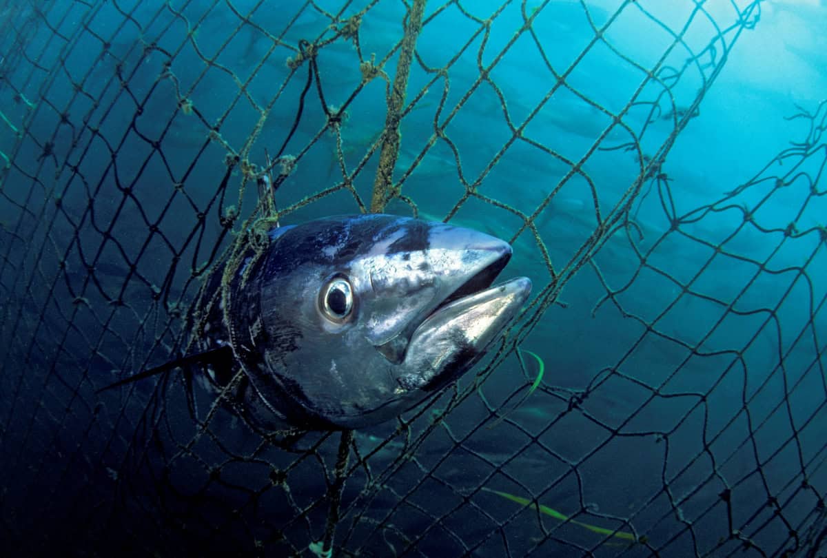 Southern bluefin tuna (Thunnus maccoyii)-c-naturepl.com/David Fleetham/WWF
