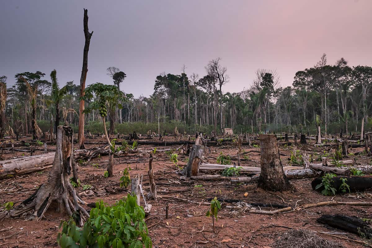 Deforestation_Amazon Rainforest_WW1157434-c-Andre Dib WWF-Brazi