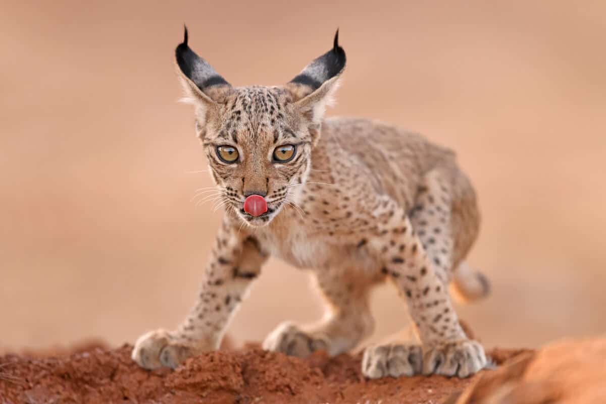 Ibirischer Luchs. (c) Antonio Liebana Am Bild ist ein junger Ibirischer Luchs zu sehen, der ganz tappsig auf dem Boden steht. Der Hintergrund ist verschwommen.