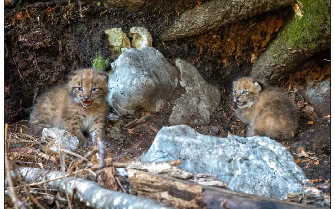Good News: Luchsin Talìa hat Nachwuchs bekommen