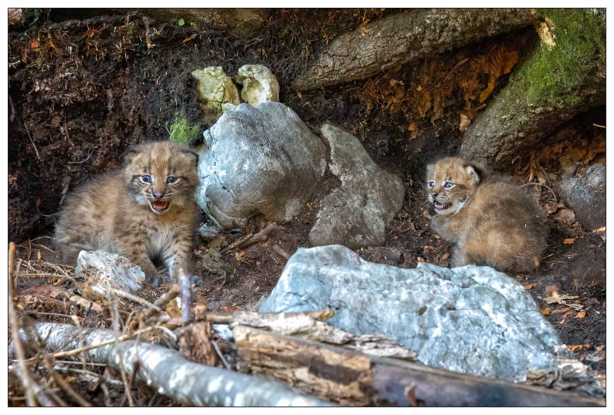 Die zwei Jungen von Luchsin Talia aus dem Projekt ULyCA2. (c) Ermes Furlani/Progetto Lince Italia Auf dem Bild sind zwei flauschige kleine Luchsbabys zu sehen, die neben einem umgefallenen Baum im Wald sitzen. Sie schauen ein bisschen erschrocken in die Kamera, weil sie fotografiert werden.