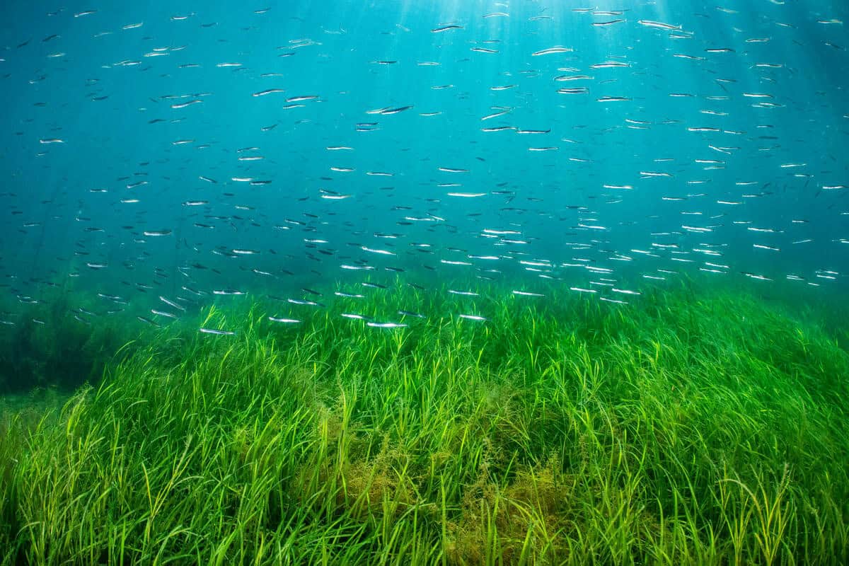 Seegraswiese. (c) naturepl.com/Alex Mustard/WWF Auf dem Bild ist eine große grüne Seegraswiese im Meer zu sehen, die sich im Wasser zu wiegen scheint. Darüber schwimmen sehr viele kleine Fische und von oben scheint das Licht durch die Wasseroberfläche.