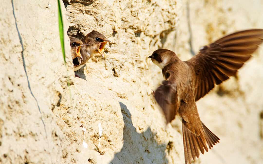 WWF-Erfolg: Großer Uferschwalben-Brutplatz an der Drau geschützt