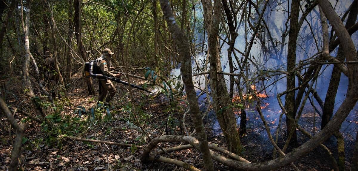 Brände im Amazonas. (c) Rafael de Castro Bento/WWF Brazil