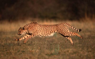 Fotostrecke: Unsere tierischen Olympia-Champions
